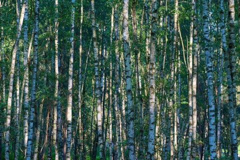 A densely overgrown birch forest with sunlight shining through the leaves in spring, Hesse,