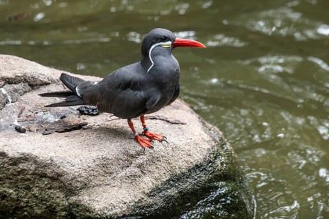 Inca Tern (Larosterna inca), Walsrode Bird Park, Lower Saxony, Germany, Europe