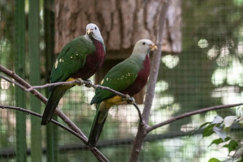 Purple-breasted fruit doves (Ptilinopus magnificus), Vogelpark Walsrode, Lower Saxony, Germany,