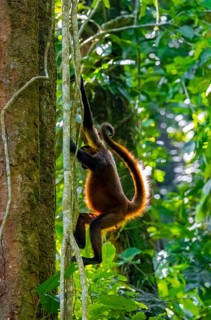 Geoffroy's spider monkey (Ateles geoffroyi) climbing a tree in the jungle, Tortuguero National