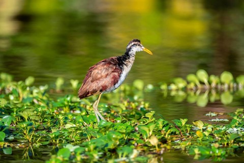 Yellow-fronted Jacana runs on aquatic plants, Tortuguero National Park, Costa Rica, Central America