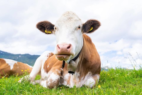 Close-up of a cow lying on a green meadow, mountains in the background under a cloudy sky, Penken,