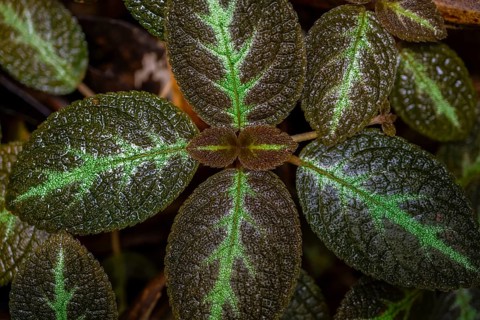 Shade tube (Episcia), leaves with light green veins, Tortuguero National Park, Costa Rica, Central