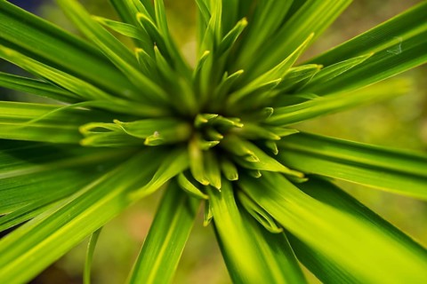Details of a plant, Tortuguero National Park, Costa Rica, Central America