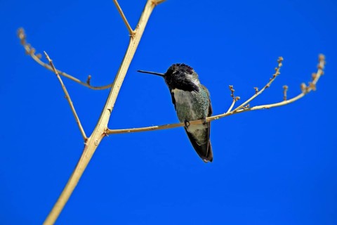 Costacolibri, (Calypte costae), adult, male, in perch, Sonora Desert, Arizona, North America, USA,