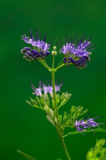 Clandon caryopteris (caryopteris x clandonensis), flower, flowering, Germany, Europe