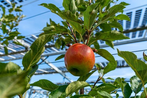 Agri-photovoltaic test plant, an apple tree plantation with two different systems of PV modules was