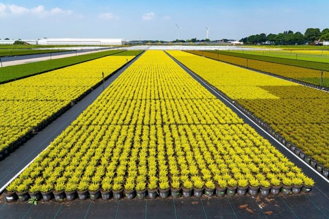 Horticultural business, broom heather plants, in flower pots, outdoors, Calluna vulgaris, North