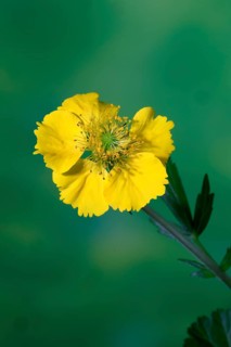Carnation root (Geum hybride), yellow, flowering, flower, Elllerstadt, Germany, Europe
