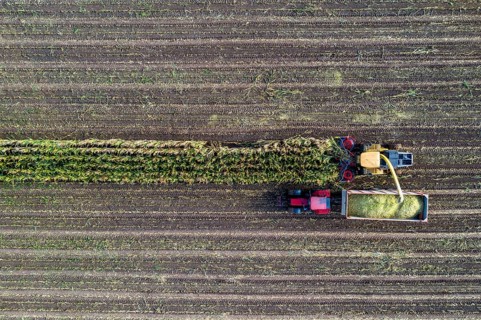 Maize harvest, combine harvester, chopper works its way through a maize field, the silage is pumped