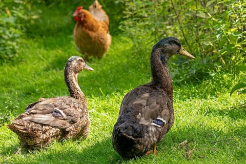 Ducks and chicken, Eime, Leinebergland, Lower Saxony, Germany, Europe