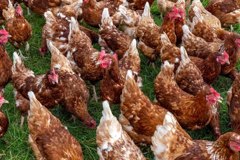 Chickens in a meadow, mobile housing, free-range chickens, free-range eggs, north of