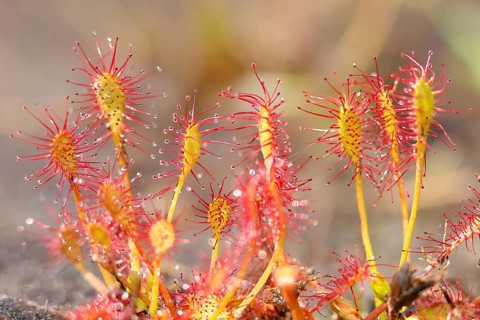 Oblong-leaved sundew (Drosera intermedia), several plants, nature reserve Aschendorfer Obermoor,