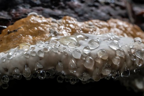 Beeswax Bracket (Ganoderma pfeifferi) with guttation drops, Emsland, Lower Saxony, Germany, Europe