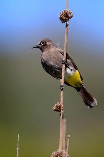 Cape Bulbul (Pycnonotus capensis), adult, on guard, Kirstenbosch Botanical Gardens, Cape Town,