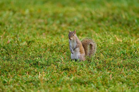 American grey squirrel (Sciurus carolinensis), sitting on a green meadow and looking around