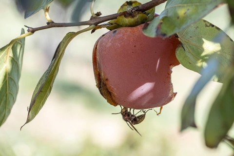 Hornet (Vespa crabro) on persimmon (Diospyros virginiana), Sicily, Italy, Europe
