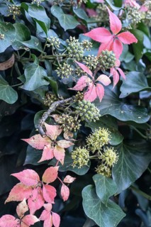 Wild Vine (Parthenocissus quinquefolia) in autumn leaves in front of ivy (Hedera helix), Speyer,