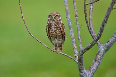 Burrowing owl (Speotyto cunicularia), sitting on a branch and observing the surroundings, Pembroke