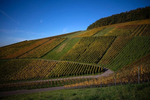 Road, path through vineyard, vines, grapevines, vine cultivation, autumn colours, autumn, graphic,