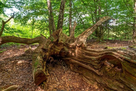 The Sababurg primeval forest, or primeval forest in the Reinhardswald, is a 95-hectare biotope