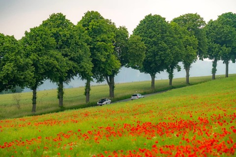 Country road near Warstein, row of trees, cornfield with blooming poppies, Sauerland, North
