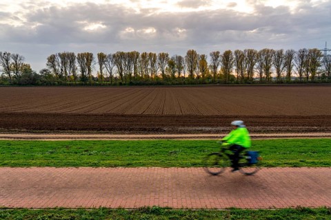 Landscape, near Meerbusch-Nierst, cycle path along the Rhine dyke, row of trees, field, North