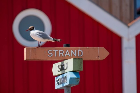 North Sea island Langeoog, signpost to the beach, seagull, Lower Saxony, Germany, Europe