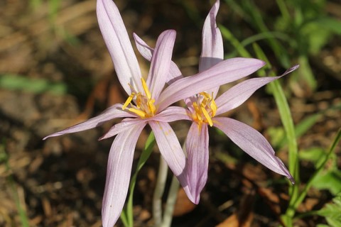 Meadow saffron (Colchicum autumnale) in full bloom, Allgäu, Bavaria, Germany, Allgäu, Bavaria,