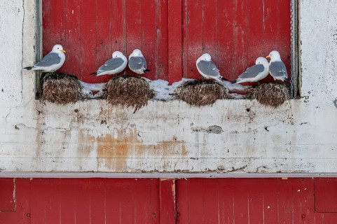 Seagulls in front of a red wooden wall, Å i Lofoten or Å for short, Lofoten, Northern Norway,