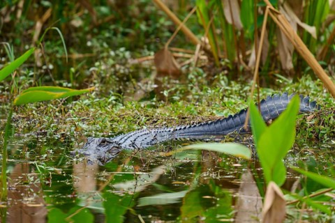 American alligator (Alligator mississippiensis), in the water, spring, Shark valley, Everglades