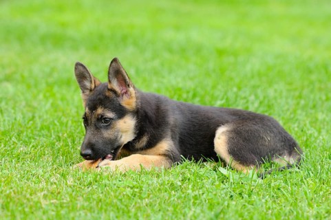 A playful German Shepherd puppy lies in the grass and chews, German Shepherd, shorthair