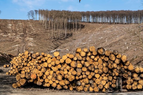 Cleared forest area north of the village of Öventrop, district of Arnsberg, dead spruce stands were