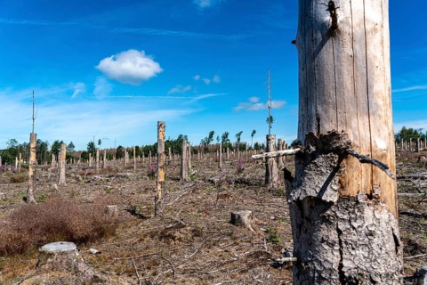 Cleared forest in the Eggegebirge, near Lichtenau, Paderborn district, site of a spruce forest that