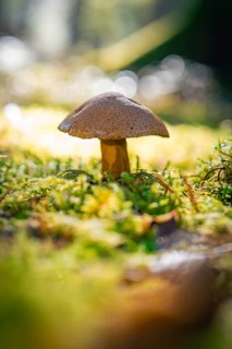 A single mushroom growing on a moss-covered forest floor in the soft light of the forest, Calw,