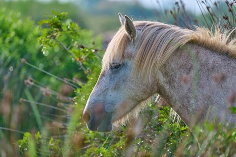 A white Camargue horse in profile in green nature, surrounded by grass and plants, conveys a
