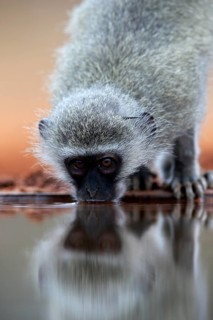 Vervet Monkey (Chlorocebus pygerythrus), adult, drinking, portrait, at the water, Kruger National