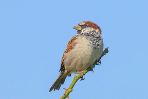 House Sparrow (Passer domesticus), male sitting on a thorny branch, blue background, wildlife,