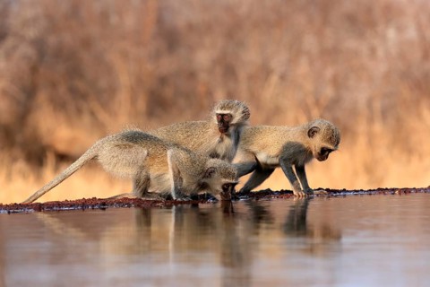 Vervet Monkey (Chlorocebus pygerythrus), adult, three animals, group, drinking, at the water,