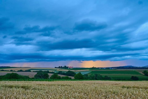 Wide wheat field (Triticum), in front of a hilly landscape under a cloudy sky at dusk, summer,