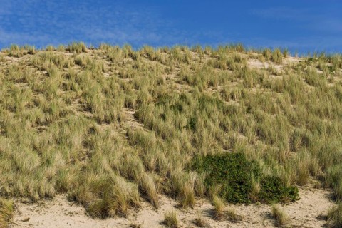 Heath landscape, dune landscape, hiking, excursion, nature, tourism, travel, blue sky, Kampen,