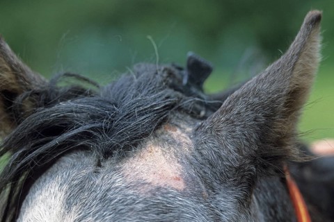Hair lice in horses, Parasites, Trichodectidae