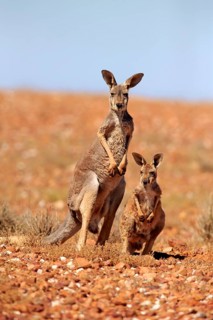 Red kangaroo (Macropus rufus), female with half-grown young, Sturt National Park, New South Wales,