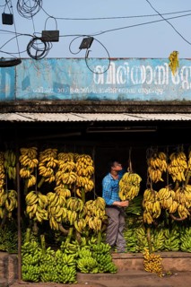 Electrical wiring, man hanging banana plants, bananas, banana trader, Alappuzha or Alleppy, Kerala,