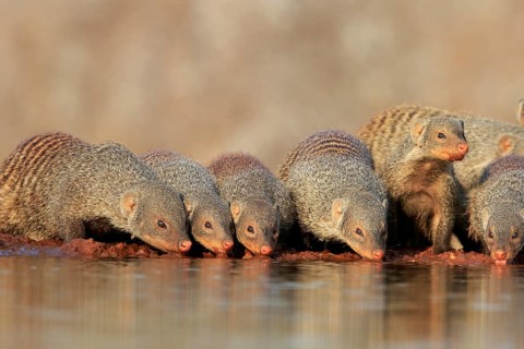 Zebra mongoose (Mungos mungo), adult, group, at the water, drinking, Kruger National Park, Kruger
