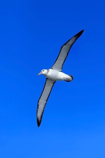 White-capped albatross (Thalassarche cauta), adult, flying, Cape of Good Hope, South Africa, Africa