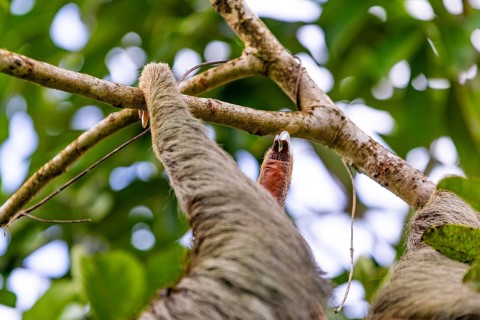 Finger, of the two-fingered sloth (Choloepus), Mammals (Mammalia), Osa Peninsula, Puentarenas,