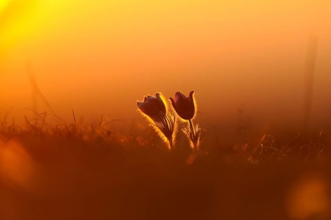 Flower silhouette in the sunset with warm light, Pasque flower (Pulsatilla vulgaris), Upper