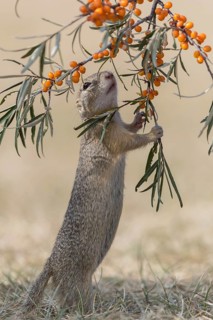 One European ground squirrel (Spermophilus citellus) or European souslik standing erected in dry
