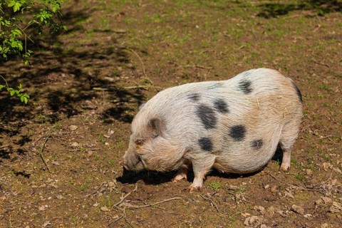 One Minipig, Sus scrofa domesticus, stands in a meadow, searching for food